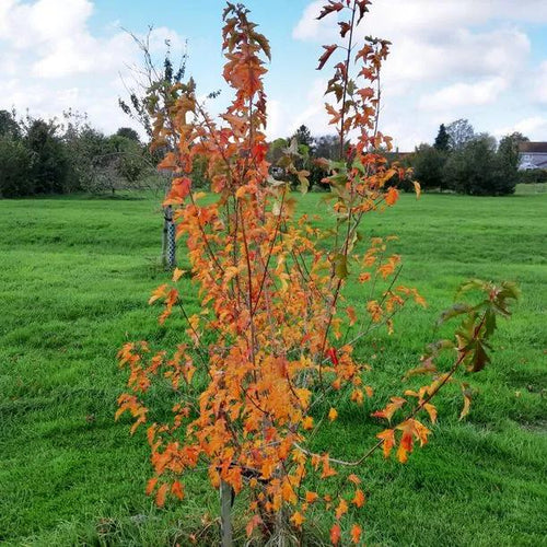 Young Amur Maple tree in Autumn