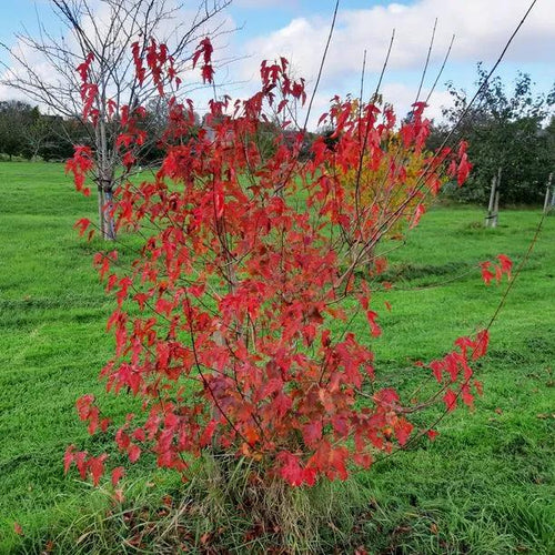 young Amur Maple tree in autumn