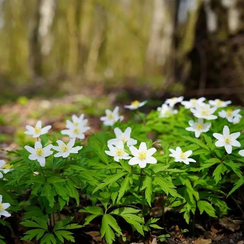 Mixed Woodland Bulb Collection Flowers: Wood Anemone