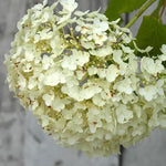 Annabelle Hydrangea Flower Close Up