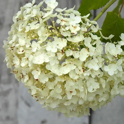 Annabelle Hydrangea Flower Close Up