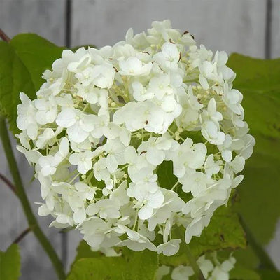 Annabelle Hydrangea Flower