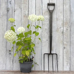 Annabelle Hydrangea Plant in 3 Litre Pot
