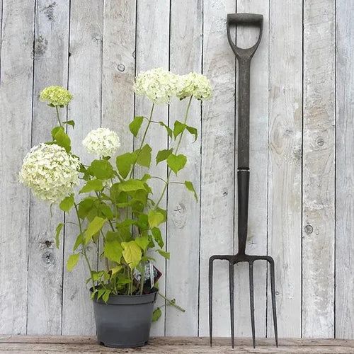 Annabelle Hydrangea Plant in 3 Litre Pot