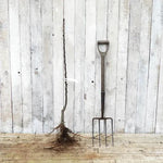 Bareroot 'Annie Elizabeth' Maiden Apple Tree