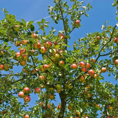 Mature Annie Elizabeth Apple Tree