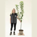 Annie Elizabeth Apple Tree - Bush - 10 litre Pot