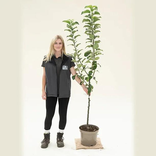 Annie Elizabeth Apple Tree - Bush - 10 litre Pot