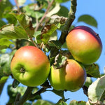 Annie Elizabeth Apples on the tree