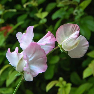 Anniversary Sweet Pea Flowers