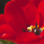 Apeldoorn Red Tulip Flowers