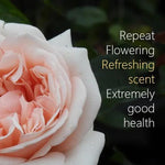 Aphrodite Hybrid Tea Rose Flowers - refreshing scent