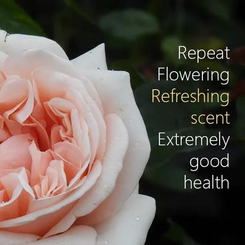 Aphrodite Hybrid Tea Rose Flowers - refreshing scent