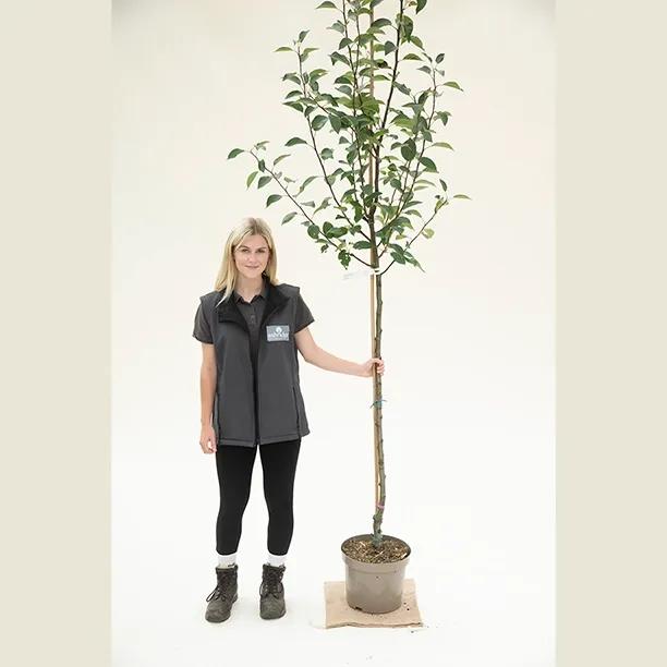 Laxtons Superb Apple Tree Half Standard - 10 Litre Pot