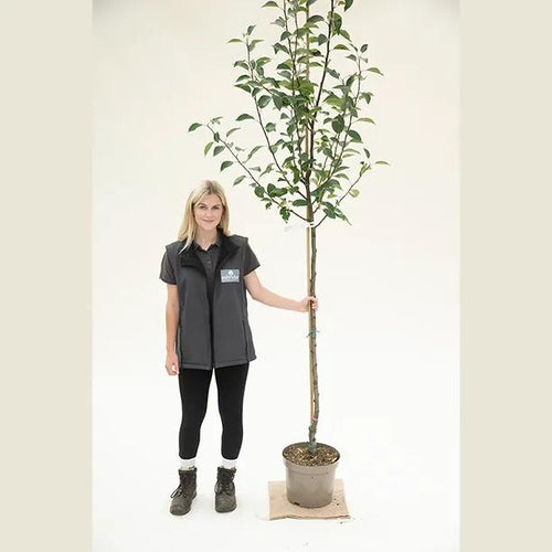Laxtons Superb Apple Tree Half Standard - 10 Litre Pot