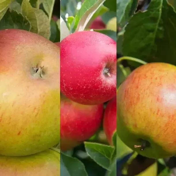 Apple Orchard Trio Collection