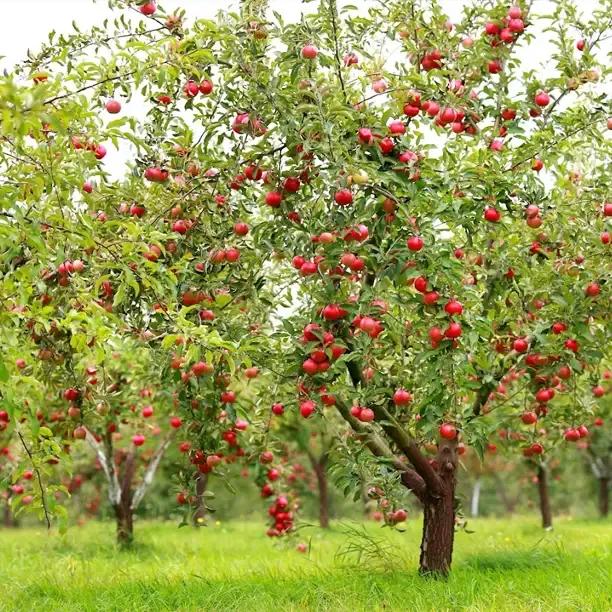Mature apple orchard with fruit-laden trees
