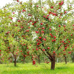 Apple Orchard