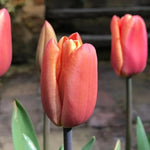 Apricot Foxx Tulip Flowers