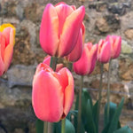 Apricot Foxx Tulip Flowers - Pink and Peach Coloured