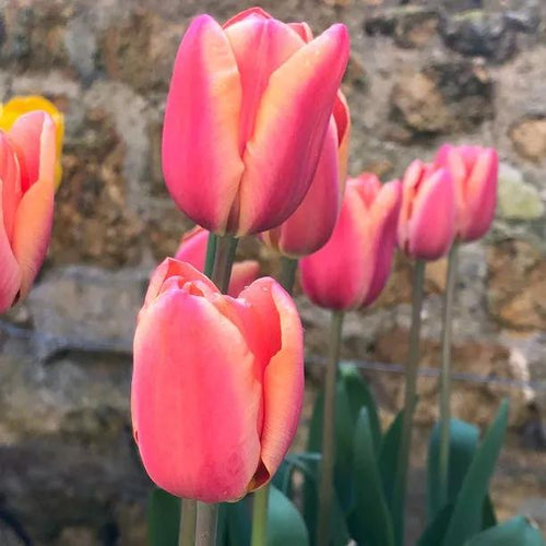Apricot Foxx Tulip Flowers - Pink and Peach Coloured