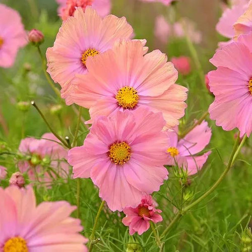 Apricotta Cosmos Flowers