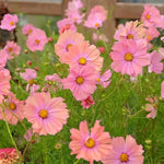 Apricotta Cosmos flowers