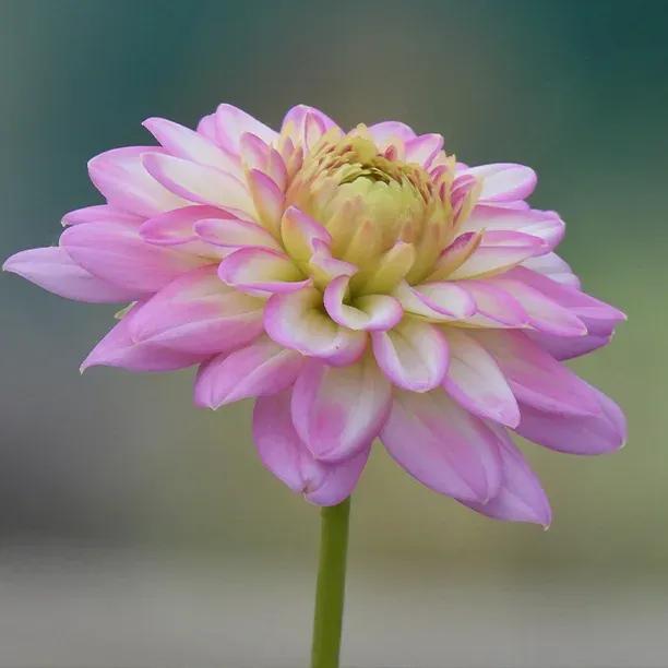 Arbatax Dahlia Flowers