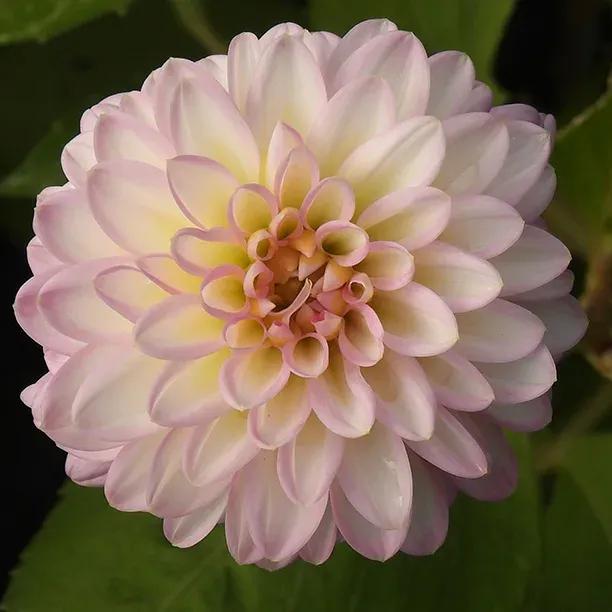 Arbatax Dahlia Flowers