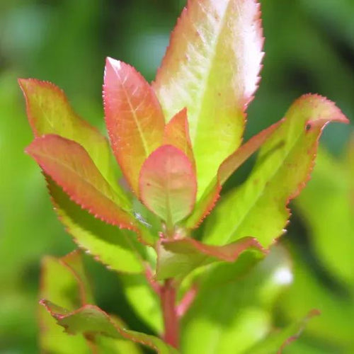 Strawberry Tree New Leaves