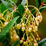 Strawberry Tree Flowers