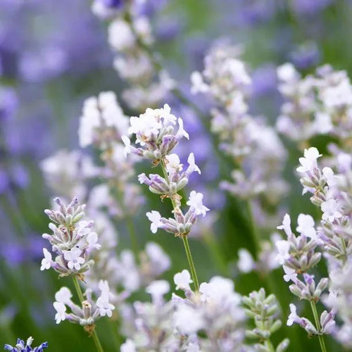 Arctic Snow Lavender Flowers