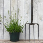 Arctic Snow Lavender Plant in 2 Litre Pot