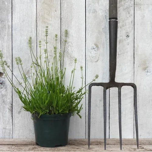 Arctic Snow Lavender Plant in 2 Litre Pot