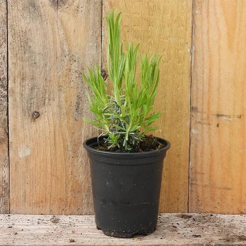Arctic Snow Lavender Plant in 9cm pot (P9)