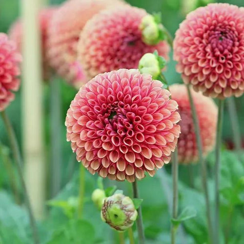Ariston Dahlia Flowers