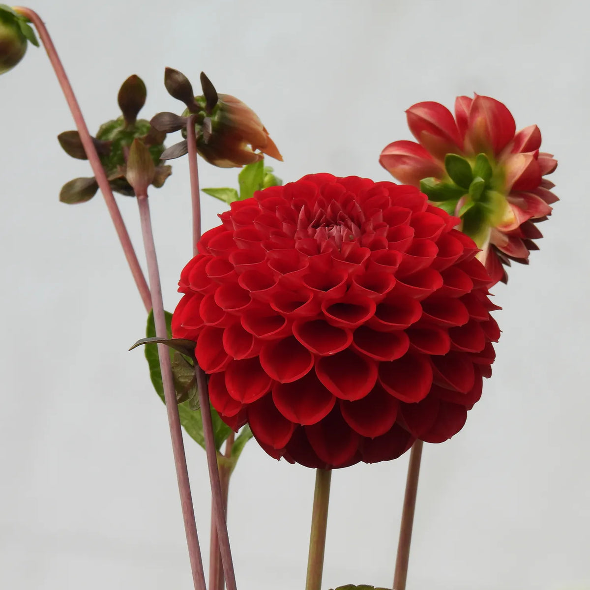 Close-up of a vibrant red dahlia with green leaves on a light gray background