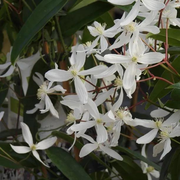 Armandii Evergreen Clematis Flowers
