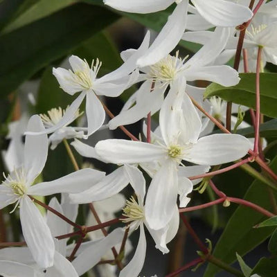 Armandii Clematis Flowers
