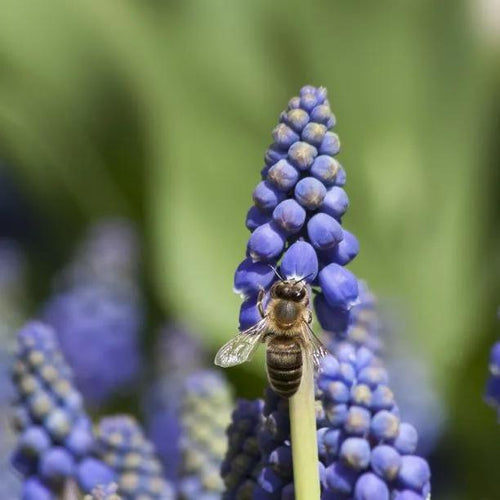 Armenian Grape Hyacinth Flowers