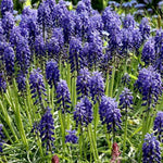 Armenian Grape Hyacinth Flowers