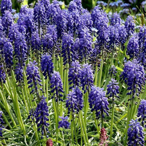 Armenian Grape Hyacinth Flowers