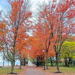 Mature Armstrong Red Maple tree in Autumn