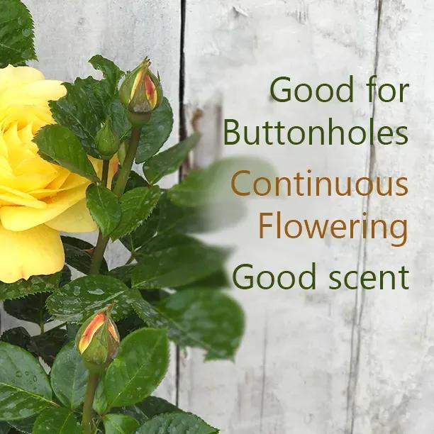 Arthur Bell Rose Flowers - Good for buttonholes