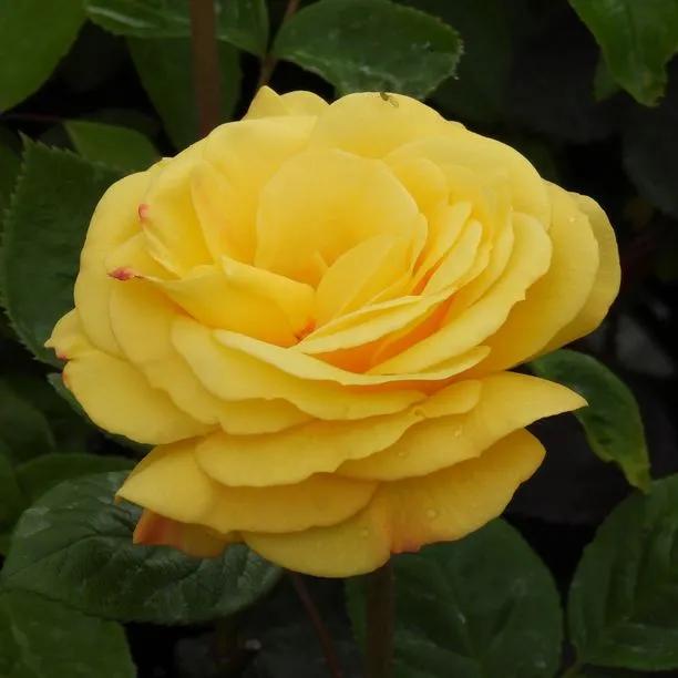 Arthur Bell Floribunda Rose Flowers