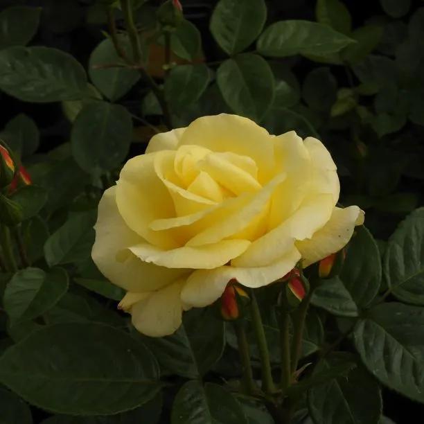 Arthur Bell Floribunda Rose Flowers