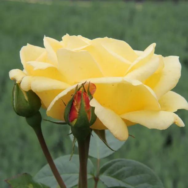 Arthur Bell Floribunda Rose Flowers