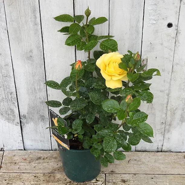 Arthur Bell Potted Rose in flower
