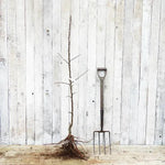 Bareroot Arthur Turner Maiden Apple Tree