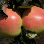 Arthur Turner Apples on the tree